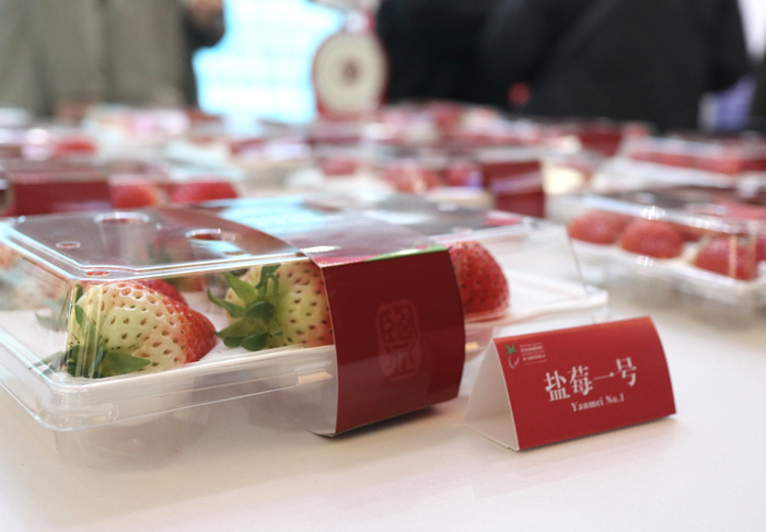 “盐莓一号”  图片来源：范易成摄