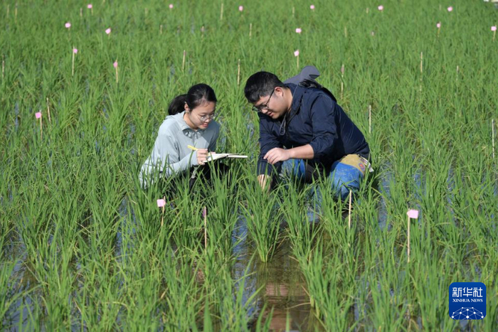   2月10日，在国家耐盐碱水稻技术创新中心崖州湾总部科研试验基地，科研人员在调查水稻农艺性状。 新华社记者 赵颖全摄