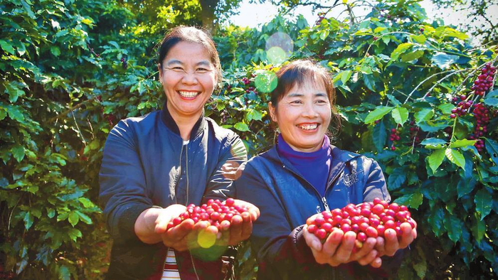 普洱市咖农采摘咖啡果。   本报记者 高吴双  摄