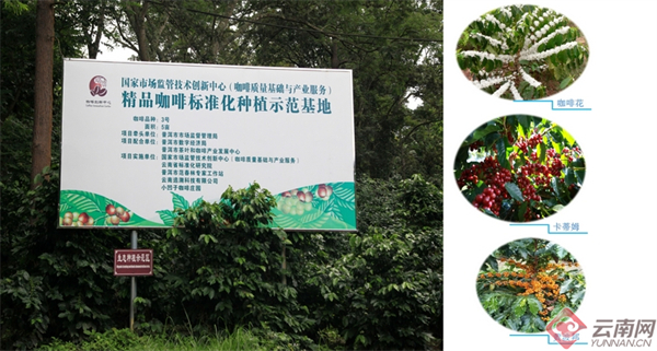 精品咖啡标准化种植示范基地 云南省市场监管局供图