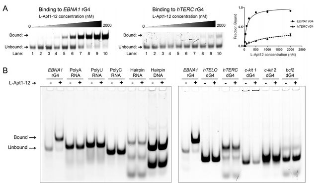（来源：Angewandte Chemie International Edition）
