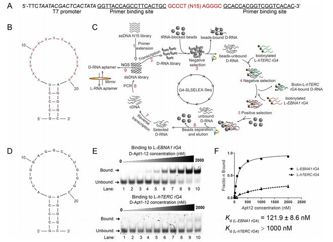 （来源：Angewandte Chemie International Edition）
