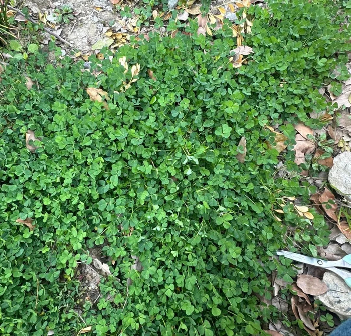 无奖竞猜，这是四叶草还是草头/图源：硬糖加可乐