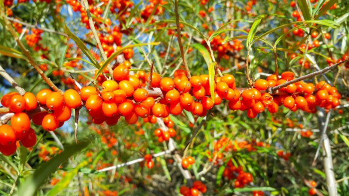 沙棘系列产品。围场融媒体中心供图