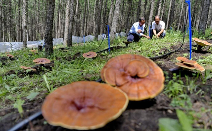 十里画廊灵芝仙谷。王立群摄