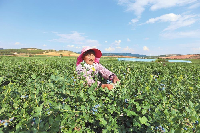 曲靖市马龙区月望乡果农采摘蓝莓。    本报记者 陈飞 摄