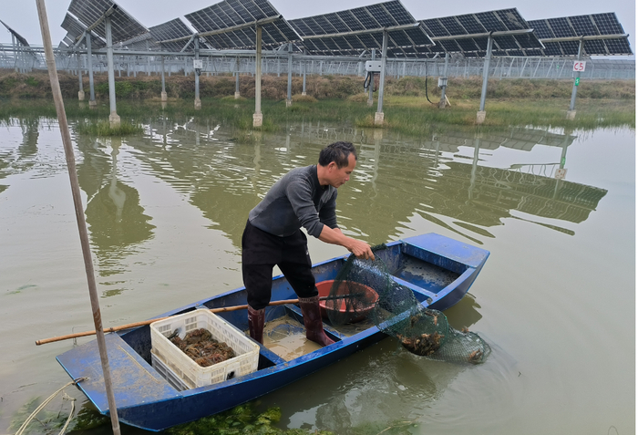 图为虾农在虾田中捕捞小龙虾。