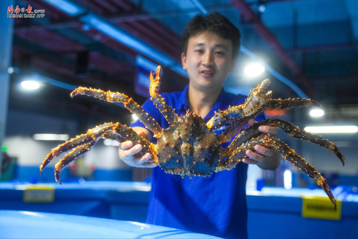 三亚环农集团海鲜采集分销中心养殖池内暂时养殖的俄罗斯进口帝王蟹。海南日报全媒体记者 王程龙 摄