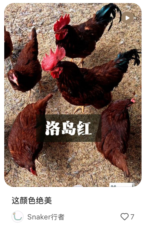 洛岛红鸡｜图源：小红书@Snaker行者，已获得授权