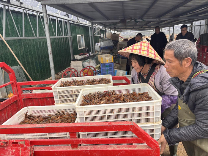 图为虾农在桂平蒙圩镇棉宠村光伏小龙虾基地装车。