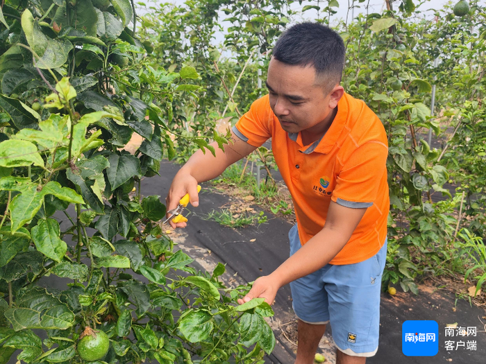 工人陈龙俊正在修建枝叶。记者 鲁启兰 摄