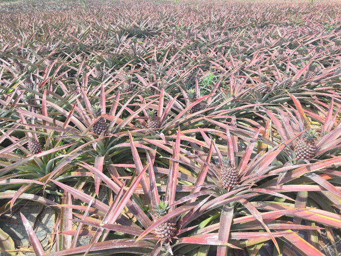好清村凤梨种植基地。记者 鲁启兰 摄