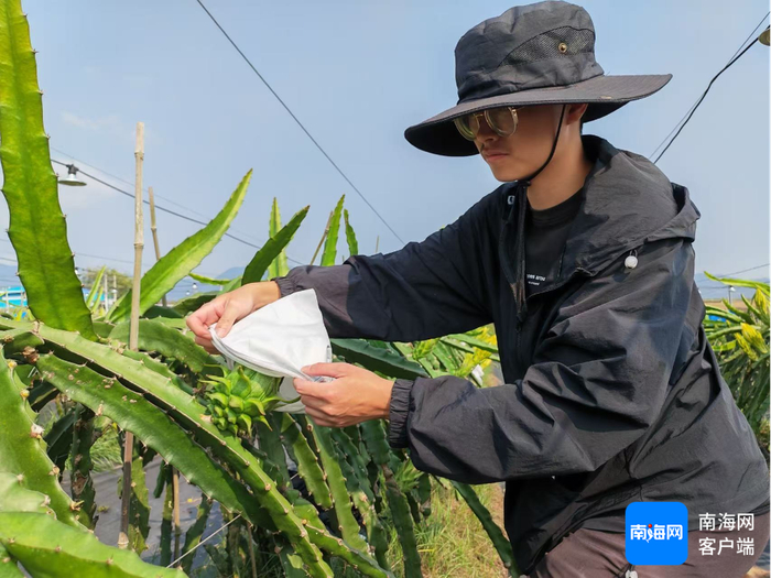 火龙果科技小院研究生跟踪查看火龙果长势。富岛公司供图