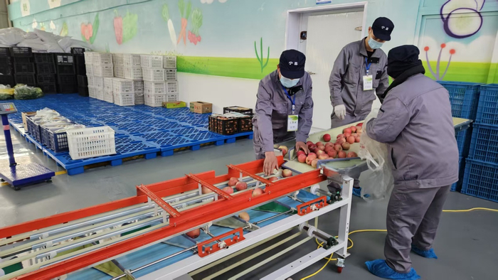 工作人员按大小分拣水果