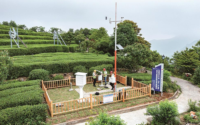 气象工作人员在福鼎佳阳鼎白茶园布设气象监测站，为茶叶生产提供数据支持。陈巧巧 摄