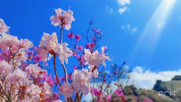 扎兰屯市野生杜鹃花争相绽放（央广网发  安琪  摄）