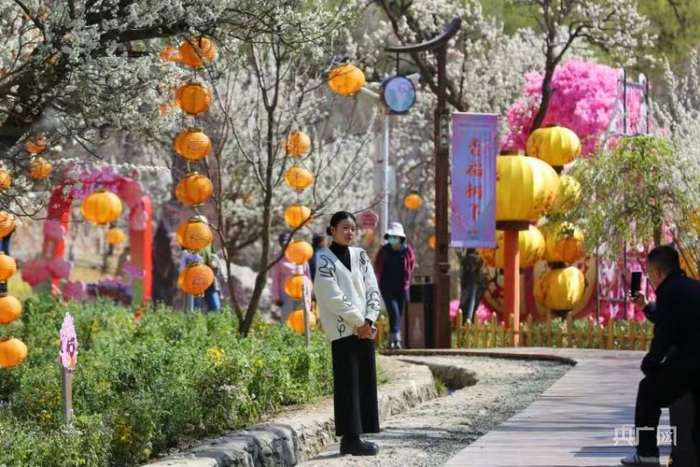 游客在呼和浩特市乌素图杏花村的杏福树下拍照打卡（央广网发  刘曦  摄）