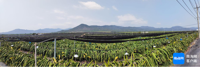 海南乐东火龙果科技小院基地全景。富岛公司供图