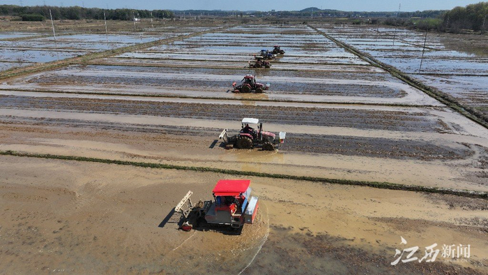 ▲六台旋耕机开足马力穿梭在田间翻耕。摄影丨杨凤兰