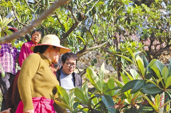 城厢区举办枇杷新品种新技术观摩培训活动。