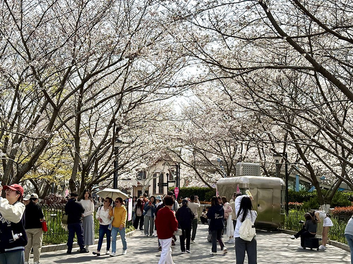 虹口足球场附近，染井吉野樱盛放。澎湃新闻记者 陈悦 图