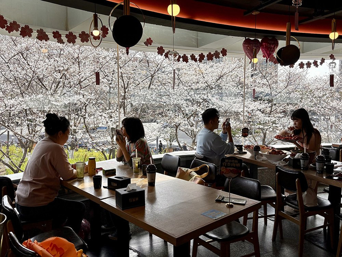 游客在红盔甲餐厅用餐，窗外是樱花景观。澎湃新闻记者 陈悦 图