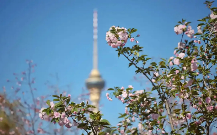 玉渊潭公园盛开的促培晚樱  