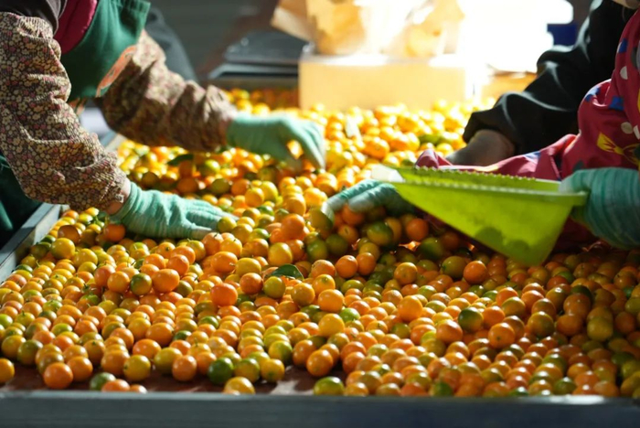 ▲去年，首批进入“新质商家扶持计划”的农产区，产业带达到上千个。（摄影 李孟麟）