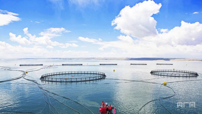龙羊峡库区里的冷水鱼养殖网箱（央广网发  海南州委宣传部供图）