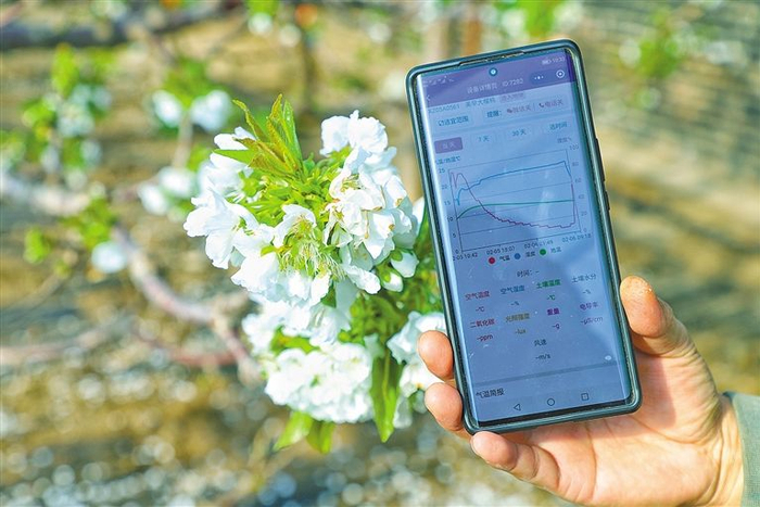 在突泉县赛银花现代农业生态园，手机变身“新农具”，种植户可以随时随地查看棚内温度、湿度等数据。曾令刚 摄