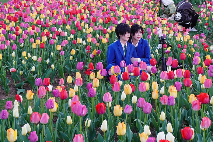 3月22日，上海辰山植物园，游客在郁金香花海中拍照。澎湃新闻记者 陈悦 图