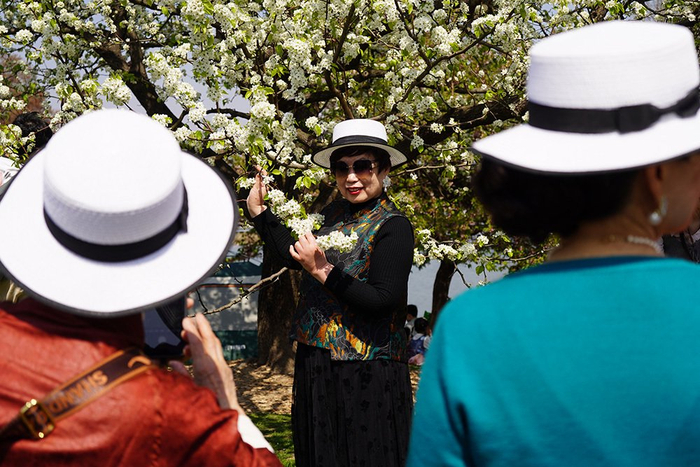 辰山植物园，游客在豆梨树下拍照。澎湃新闻记者 陈悦 图