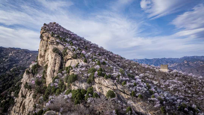 北京密云进入赏花期。戴琪果摄