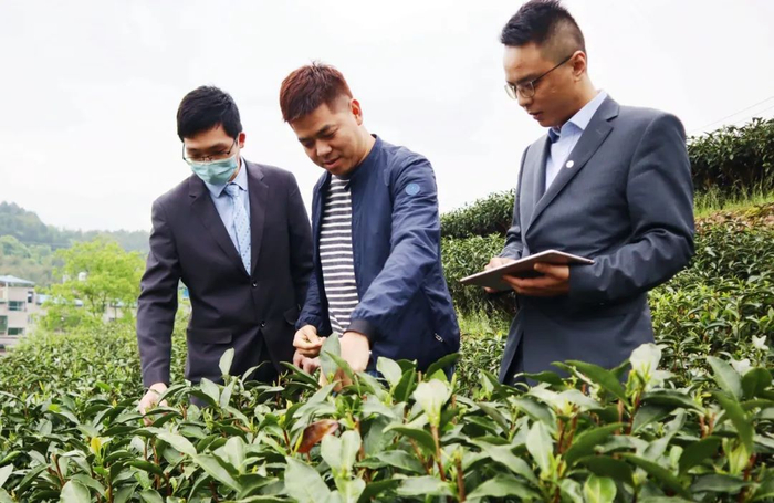 ▲农行福建南平政和支行服务团队深入白茶种植基地了解茶农金融需求。