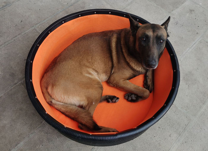 图为警犬“火爆”郑躺在赵聪设计的便携式工作犬专用床中