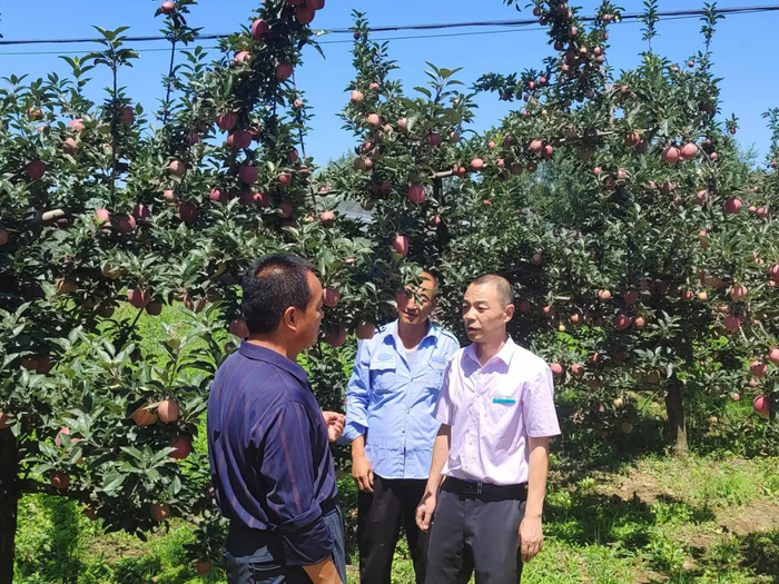 ▲农行甘肃天水麦积支行客户经理在苹果种植基地调研。