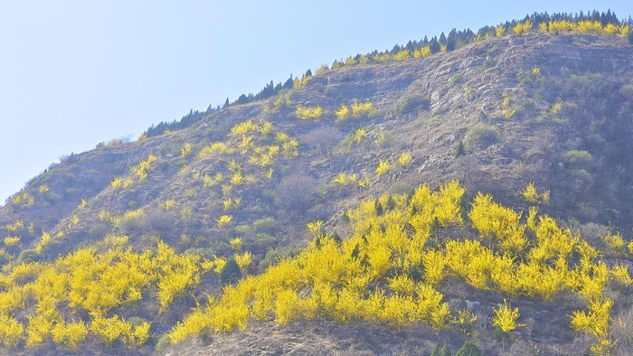 野花绽放山间。（孟猛 摄）