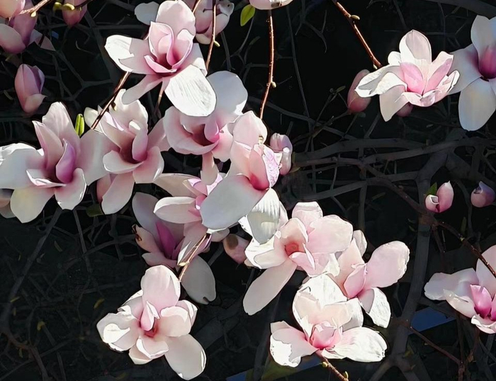 春季盛开的鲜花。（孟猛 摄）