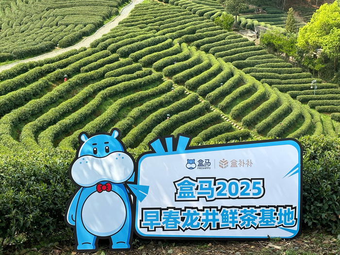 盒马2025早春龙井鲜茶基地