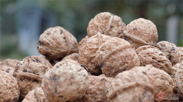 永平核桃 图源：“大理发布”微信公众号