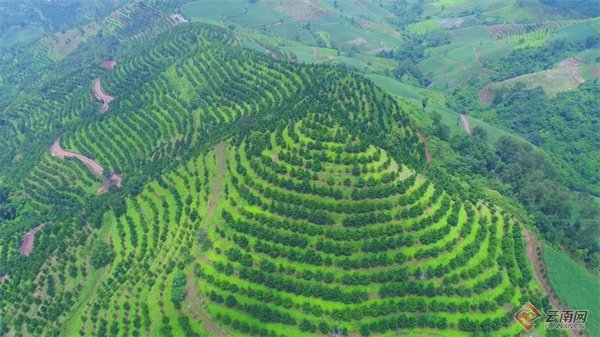 临沧市镇康县万亩坚果地 临沧市委宣传部 供图