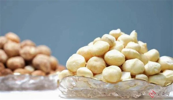 临沧产的澳洲坚果 临沧市委宣传部 供图