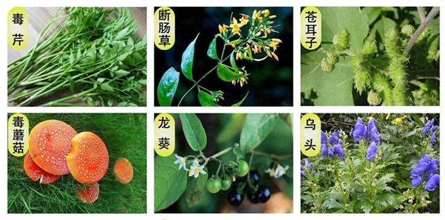 网络截图