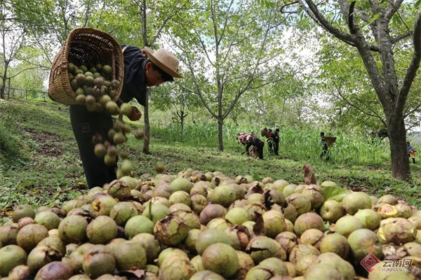 刚采摘的漾濞核桃 大理州委宣传部 供图