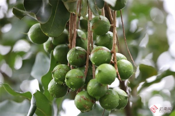 临沧种植的澳洲坚果 临沧市委宣传部 供图