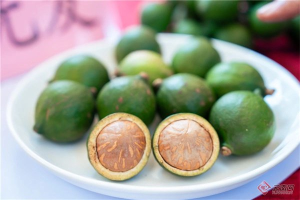 临沧澳洲坚果 徐俊 摄