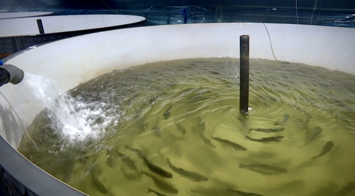 三文鱼养殖池。