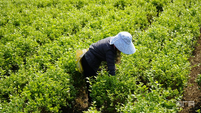 花农采摘茉莉花（央广网发  元江县融媒体中心供图）