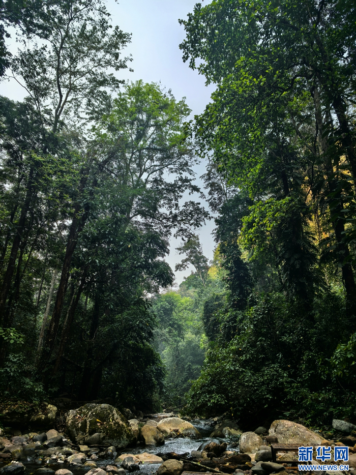 风景优美的勐远仙境（3月26日摄）。新华网 和新兰 摄