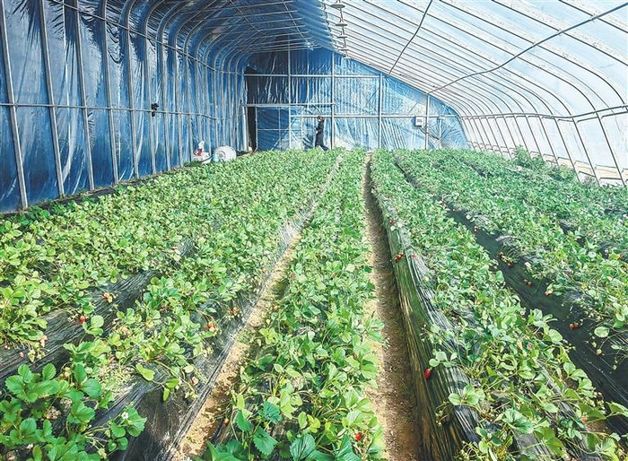 刘坪镇周湾村的草莓产业园。新甘肃·甘肃日报记者 王朝霞